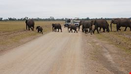 Safari Nairobi